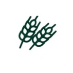 Wheat