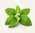 Stevia
